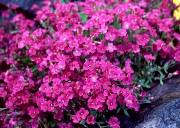 Aubrieta hybrida Red / Pázsitviola liláspiros