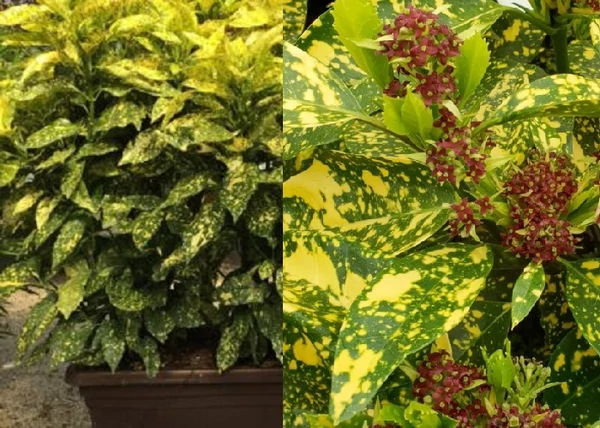 Aucuba japonica Crotonifolia / Japán babérsom