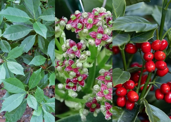 Aucuba japonica Rozannie / Japán babérsom