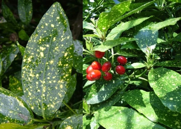 Aucuba japonica Variegata / Tarkalevelű japán babérsom