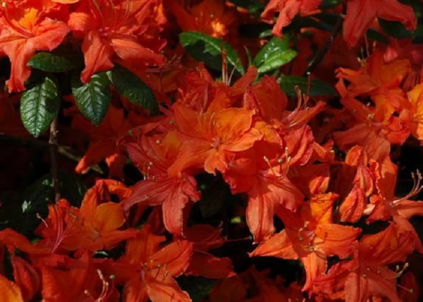 Azalea rhododendron balzac / Narancs vörös azálea azalia