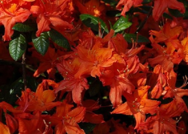 Azalea rhododendron balzac / Narancs vörös azálea azalia