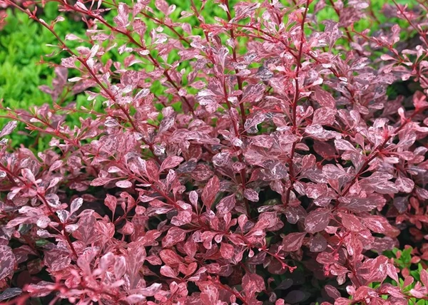 Berberis thunbergii Harlequin / Tarka Japán Borbolya