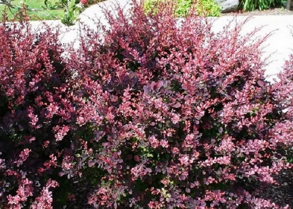 Berberis Thunbergii Carmen / Carmen vérborbolya
