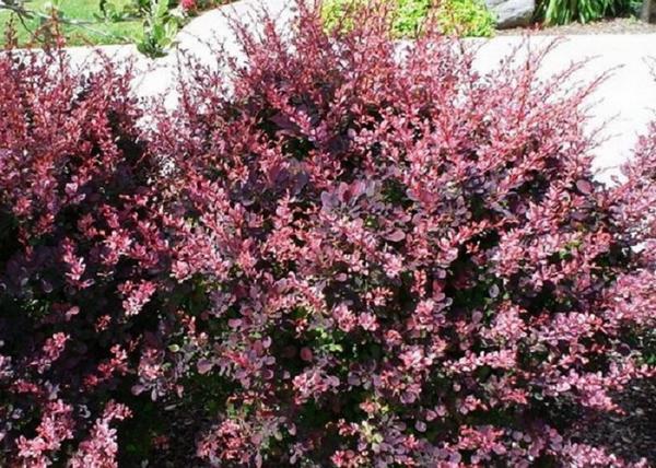 Berberis Thunbergii Carmen / Carmen vérborbolya