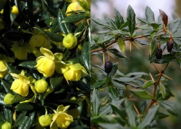Berberis candidula jytte / Törpe ezüstös borbolya