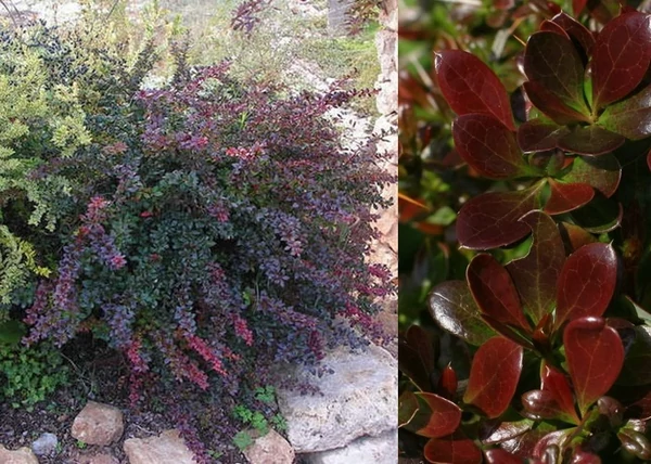 Berberis media Red jewel / Fényes levelű ékszerborbolya