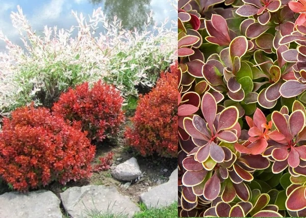 Berberis thunbergii Admiration / Törpe japán borbolya