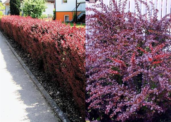 Berberis thunbergii Atropurpurea / Japán vérborbolya