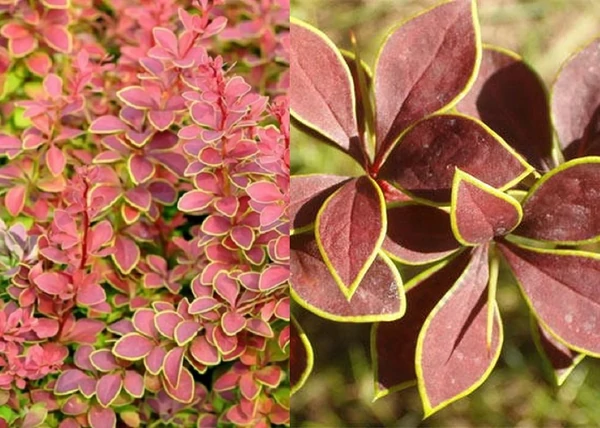 Berberis thunbergii Golden Ring / Borbolya Golden Ring