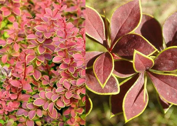 Berberis thunbergii Golden Ring / Borbolya Golden Ring