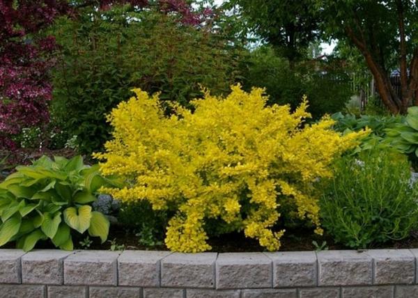 Berberis thunbergii Golden dream / Borbolya Aranysárga