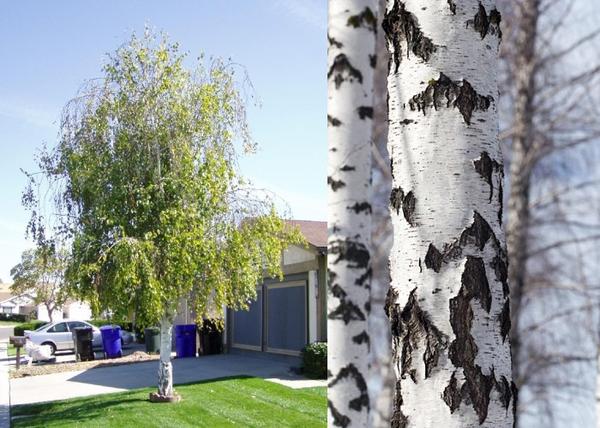 Betula pendula / Nyírfa