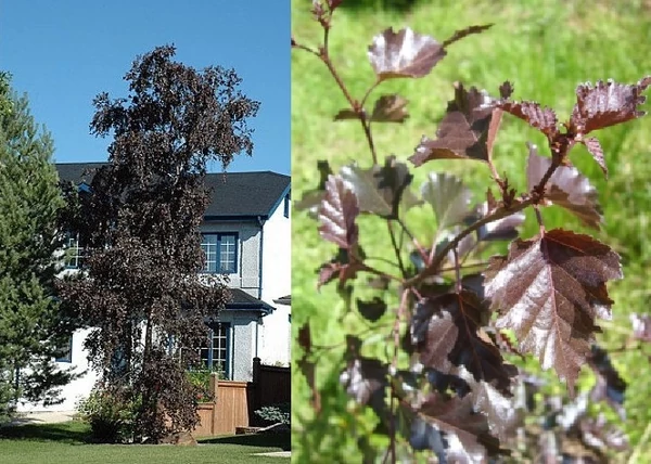 Betula pendula Royal frost / Bordó levelű nyír