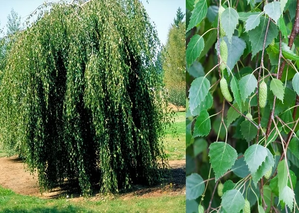 Betula pendula Youngii / Csüngő nyír