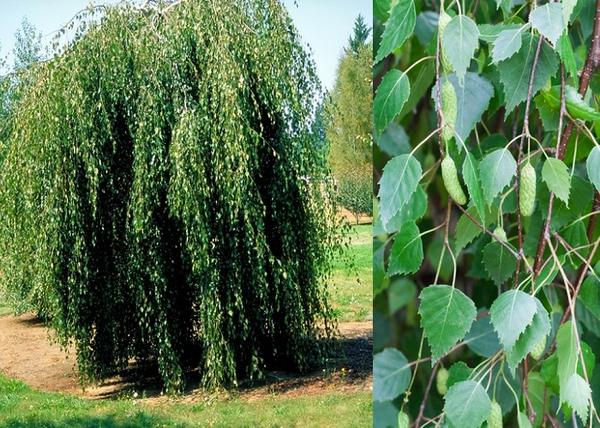 Betula pendula Youngii / Csüngő nyír