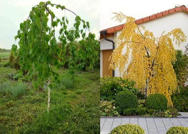 Betula utilis Long Trunk / Csüngő himalájai nyír