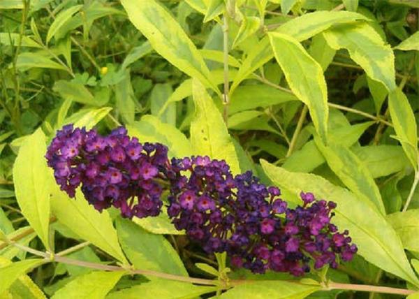 Buddleia davidii Santana / Nyáriorgona sárgatarka lomb