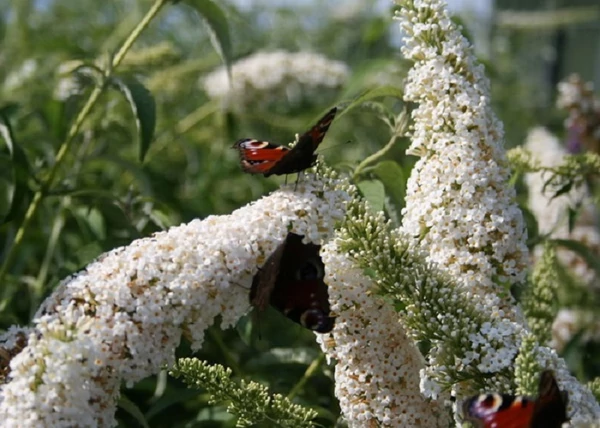 Buddleia davidii White Profusion / Nyáriorgona fehér