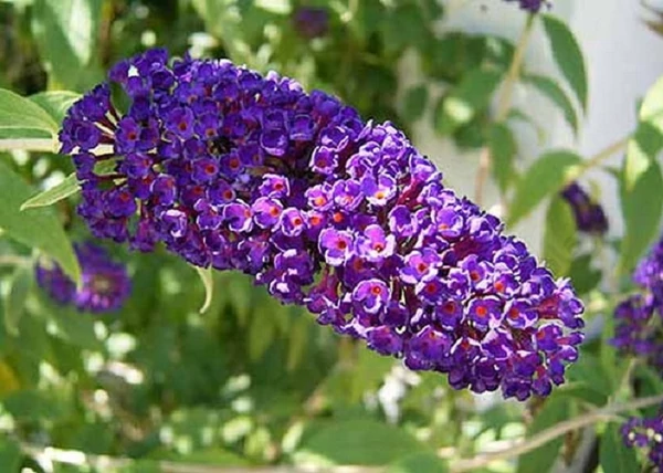 Buddleia davidii black knight / Nyáriorgona sötétkék
