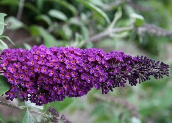 Buddleia davidii border beauty / Nyáriorgona bíborlila