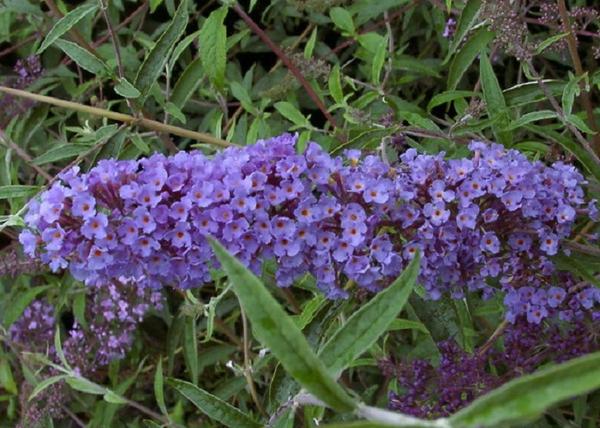 Buddleia davidii nanho Blue / Nyáriorgona kék