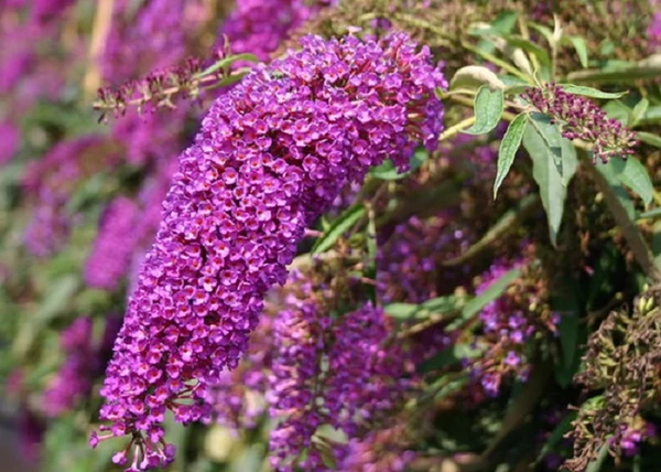 Buddleia davidii nanho purple / Nyáriorgona bíborrózsaszín