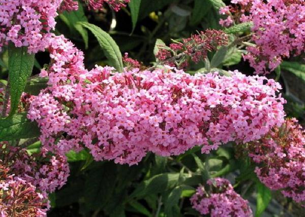 Buddleia davidii pink delight / Nyáriorgona rózsaszín