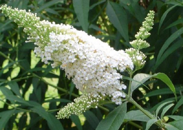 Buddleia hybrid white ball / Nyáriorgona fehér