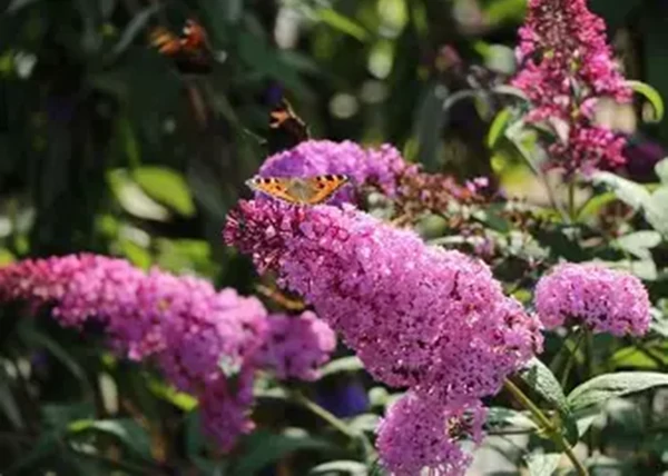 Buddleja davidii reve papillon pink / Nyáriorgona törpe rózsaszín