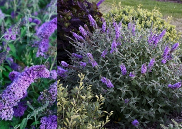 Buddleja davidii reve de papillon lavender / Nyáriorgona törpe lila
