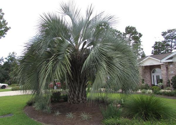 Butia capitata / Kocsonyapálma