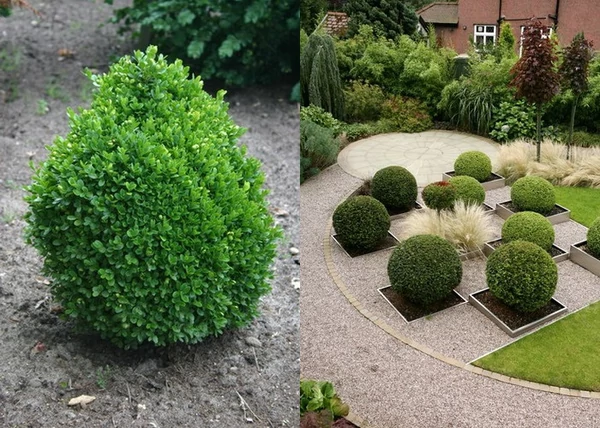 Buxus sempervirens Suffruticosa / Törpe puszpáng