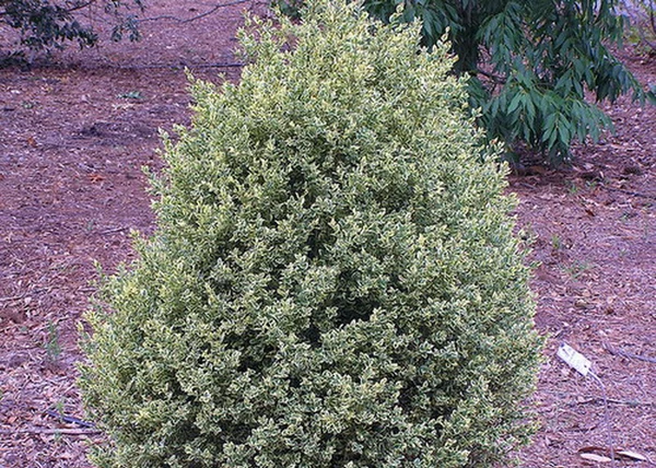 Buxus sempervirens Variegata / Tarka levelű puszpáng
