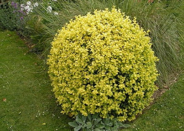 Buxus sempervirens aurea / Arany buxus puszpáng