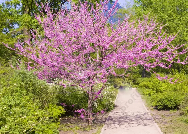 Cercis canadensis / Kanadai Júdásfa