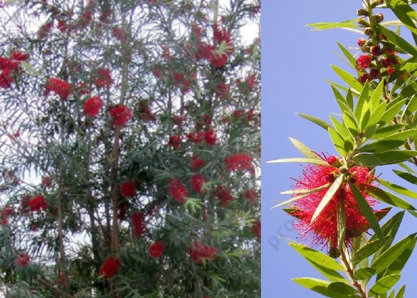 Callistemon viminalis Inferno / Kefevirág