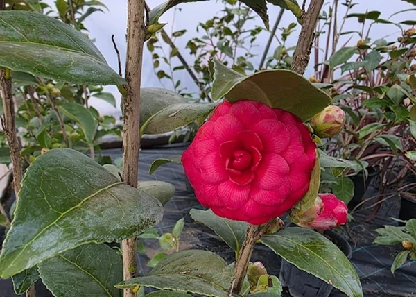 Camellia japonica Black Lace / Kamélia vörös virágú