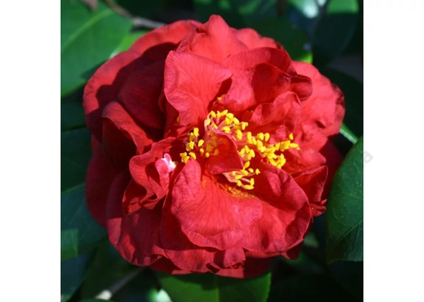 Camellia japonica Charles Cobb / Kamélia sötétvörös virágú