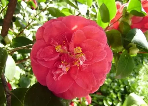 Camellia japonica Gran Sultano / Kamélia piros virágú