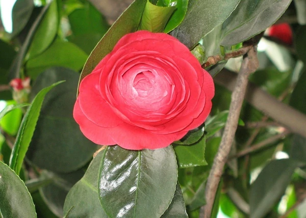  Camellia japonica Mathotiana / Kamélia mélyvörös virágú
