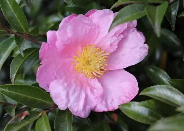 Camellia sasanqua Plantation Pink / Őszi kamélia rózsaszín