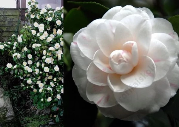 Camellia japonica Bianca / Kamélia fehér virágú