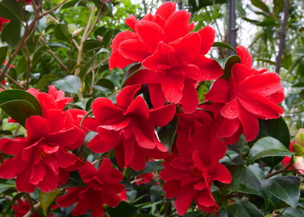 Camellia japonica Freedom Bell / Kamélia piros virágú