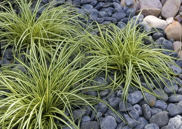 Carex oshimensis Evergold / Madárlábú tarka sás