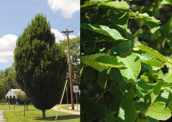 Carpinus betulus Fastigiata / Oszlopos Gyertyán