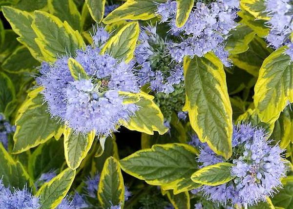 Caryopteris Clandonensis Summer Sorbet / Sárga tarka kékszakáll