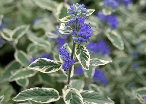 Caryopteris Clandonensis White Surprise / Fehér tarka Kékszakáll 