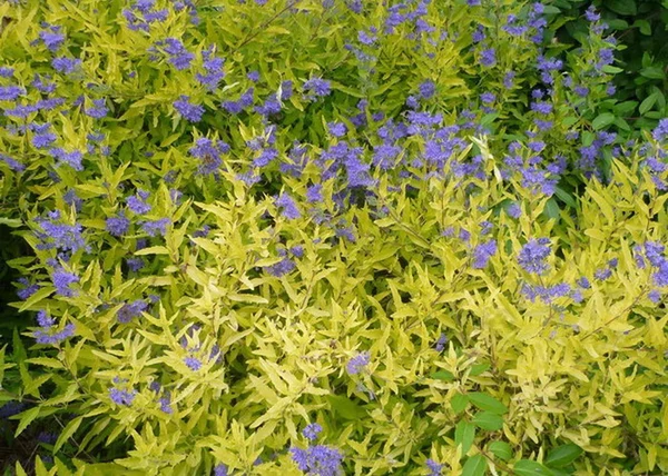 Caryopteris clandonensis Worcester Gold / Angol kékszakáll sárga