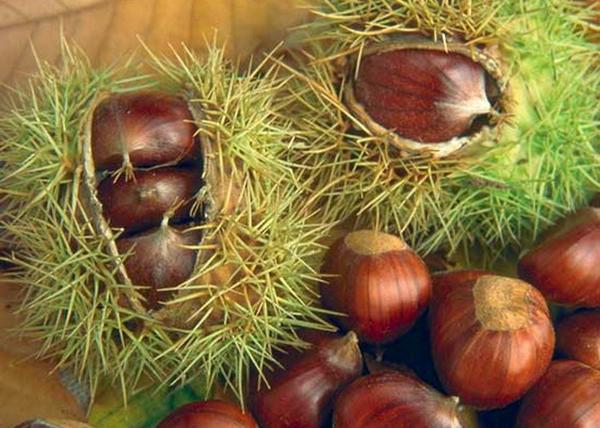 Castanea sativa / Szelídgesztenye magonc